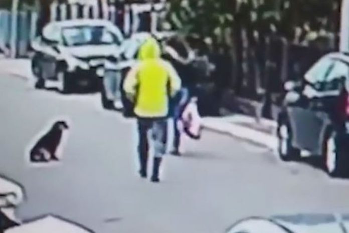 Αδέσποτος σκύλος σώζει γυναίκα από ληστεία (βίντεο)